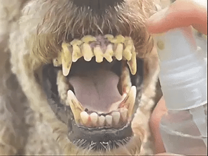 🔥Virelunaco Teeth Cleaning Spray with Oral Probiotics for Dogs & Cats